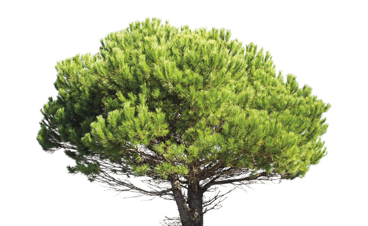 An evergreen tree grows in the shape of an umbrella.